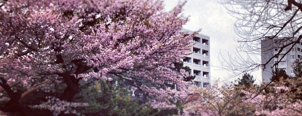 Maruyama Park is one of Travel.