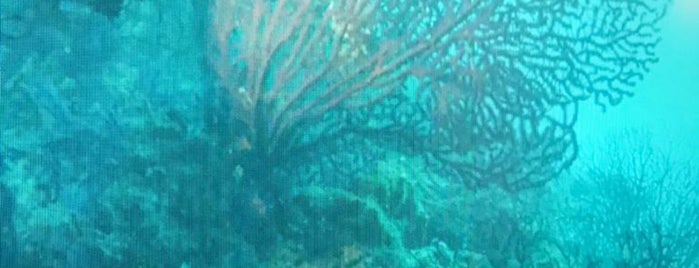 Ezer Bey, Red Corals Diving Point is one of Dalış Noktaları.