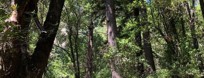 Roaring Camp is one of G : понравившиеся места.