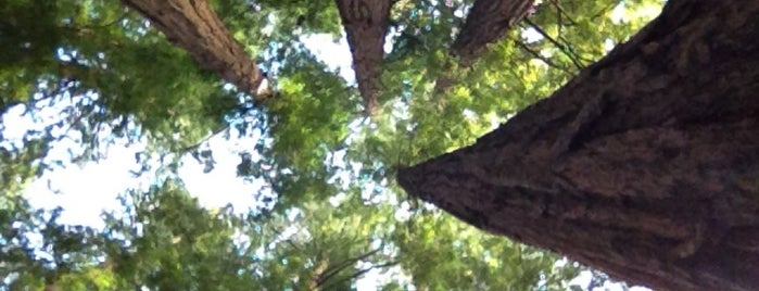 Muir Woods National Monument is one of Best of SF.