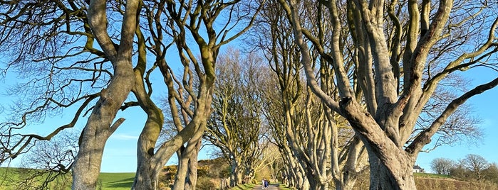 The Dark Hedges is one of Unique places that are noteworthy.