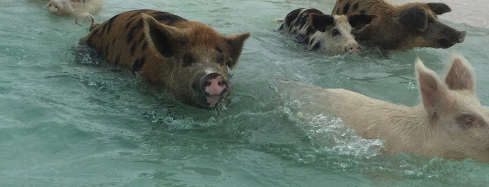 Pig Beach, Big Major Cay is one of Someday... Abroad.