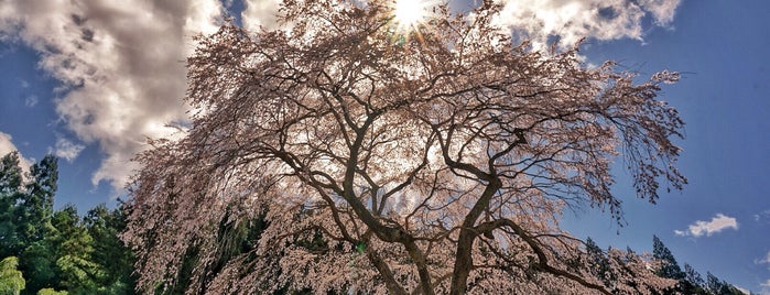 水戸野しだれ桜 is one of てくてく2.