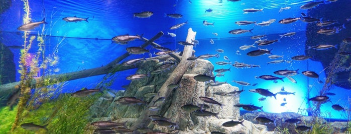 Salmon hometown Chitose aquarium is one of てくてく3.