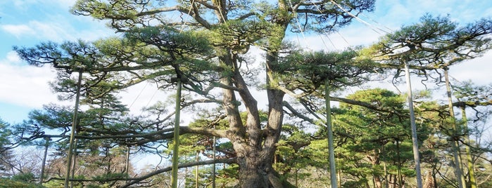 Neagarinomatsu Pine is one of てくてく2.
