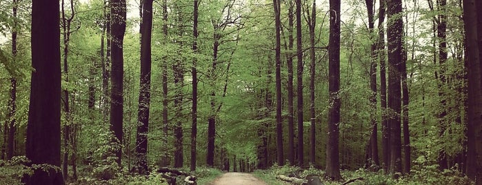 Forêt de Soignes is one of Brussels.