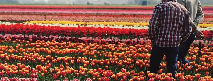 Amsterdam Tulip Museum is one of Yo Amsterdam!.