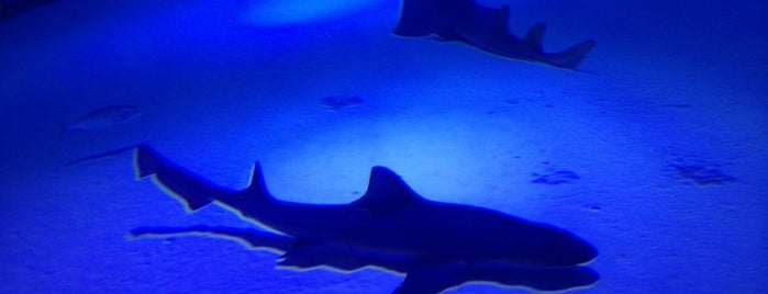 Antalya Aquarium is one of Volkanさんのお気に入りスポット.