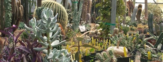 Poots Cactus is one of Tempat yang Disukai Gilda.