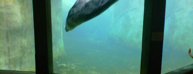 Pinniped Point is one of Brookfield Zoo.