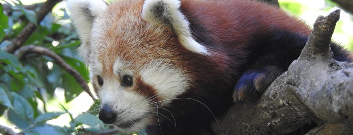 Red Panda is one of Posti che sono piaciuti a Lucia.