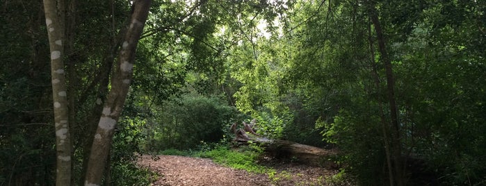 Inner Loop (Houston Arboretum) is one of Tempat yang Disukai Thomas.