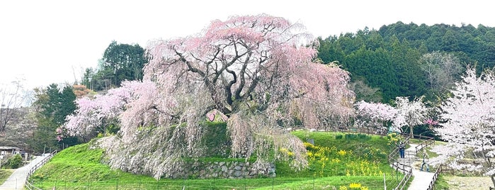 本郷の滝桜 (又兵衛桜) is one of Sakura.