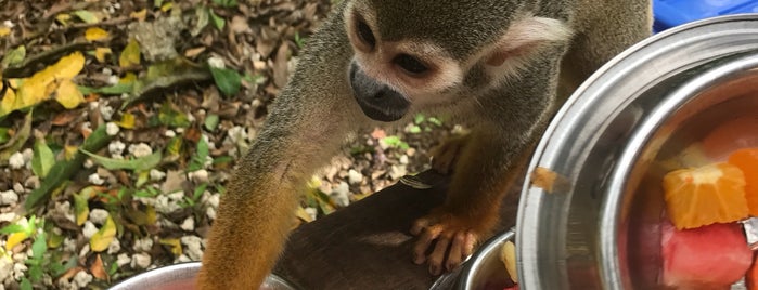 Monkey Island Bavaro Runners is one of สถานที่ที่ Val ถูกใจ.