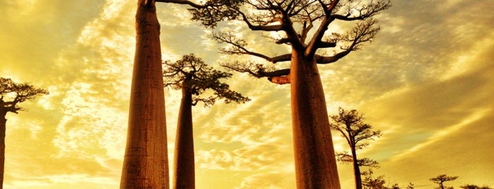 Allée des Baobabs | Avenue of the Baobabs is one of WW.