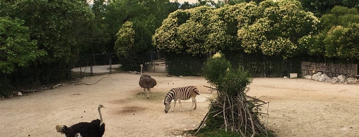 Parco Zoo Falconara is one of สถานที่ที่บันทึกไว้ของ Ilaria.