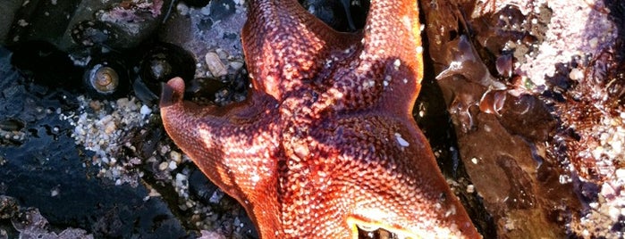 James V. Fitzgerald Marine Reserve is one of Exploring the Peninsula Coast.