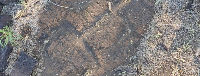 Puako Petroglyphs-Actual Field is one of Hawaii.