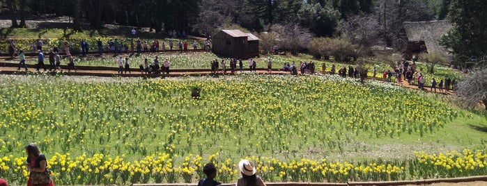 Daffodil Hill is one of Sacramento.