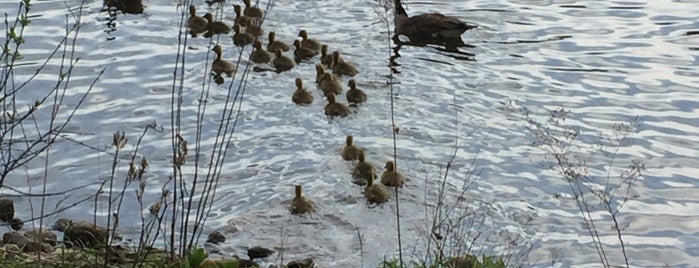 Fabyan Forest Preserve is one of Forest Preserves.