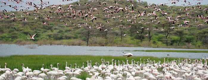 Lake Bogoria Nature Reserve is one of lonely planet.