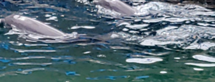 Dolphin Quest is one of Winter 2015.