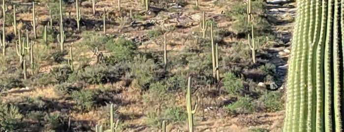 Saguaro National Park is one of Tucson.