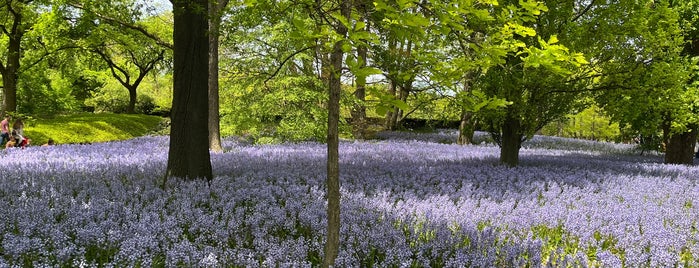 Bluebell Wood is one of Brooklyn Botanic.