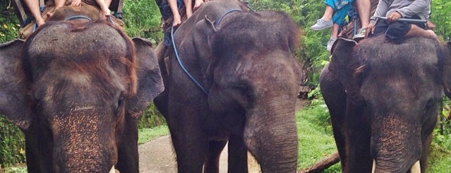 Elephant Safari Park is one of Bali - Ubud.