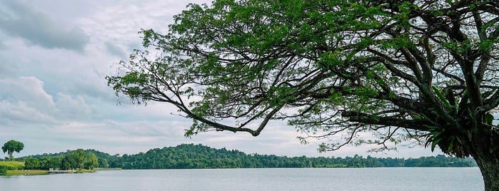 Upper Peirce Reservoir Park is one of Favourite Dating Spots #revisitSG.