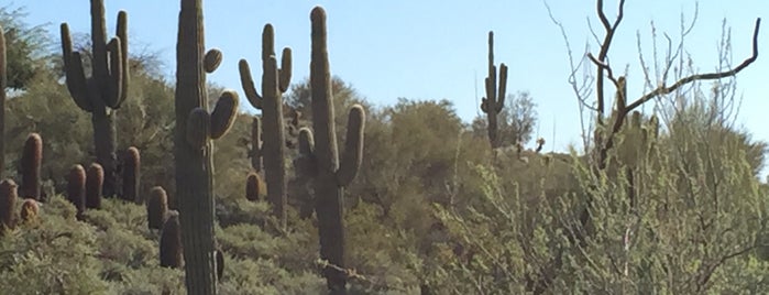 Desert Sonoran Botanical Garden is one of susan'ın Beğendiği Mekanlar.