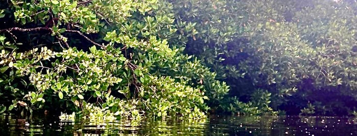 cenote manati is one of mexico.