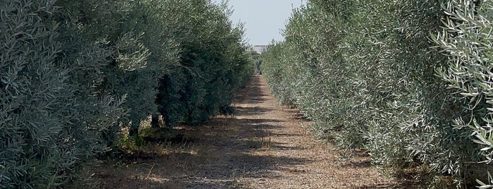 Monterosa Olive Oil is one of Portugal.