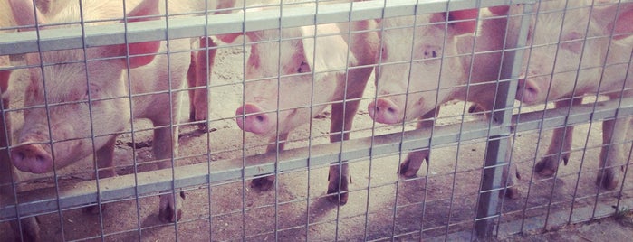 Surrey Docks City Farm is one of EU - Attractions in Great Britain.