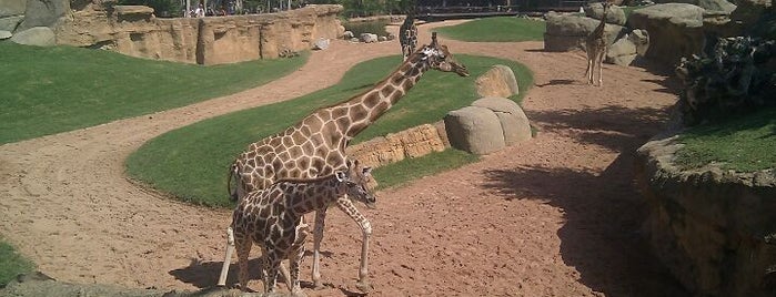 BIOPARC Valencia is one of Best of Valencia.