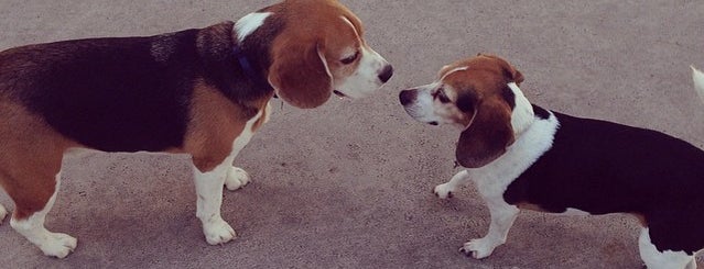 Battery Park Dog Run is one of The New Yorkers: Pup Life.