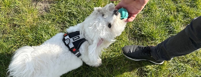 Hundeauslaufzone A 100 is one of Berlin: Mit Hund durch die Stadt.