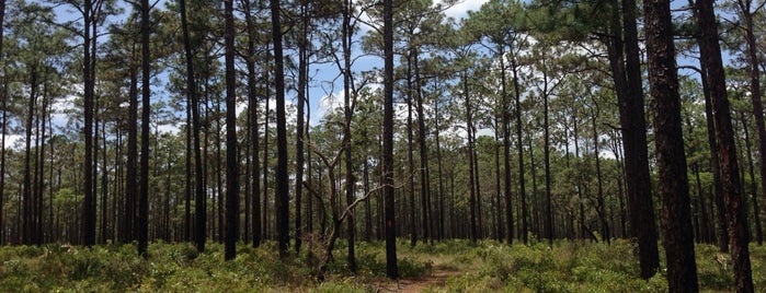 Florida Trail by Alexander Springs is one of สถานที่ที่ Lizzie ถูกใจ.