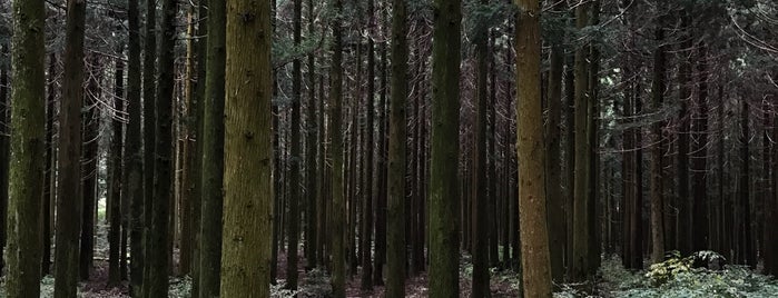 사려니숲길입구 (붉은오름) is one of 2017 제주 가족여행.