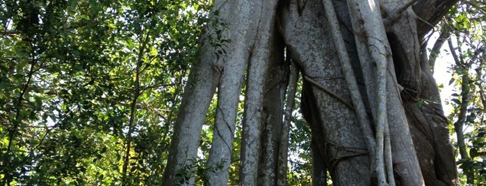 Hugh Taylor Birch State Park is one of Miami.