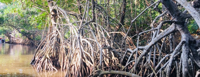 Manglares de Tecolutla is one of Jorge'nin Beğendiği Mekanlar.