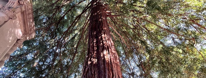 Moon Tree is one of Highway 1.