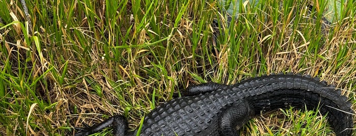 Anhinga Trail is one of Süd-Florida / USA.