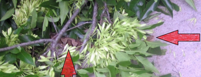 Texas Buckeye Trail is one of Dallas Parks and Trails.