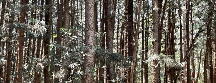 Karura Forest (Gigiri Side) is one of Familiar Teritory.