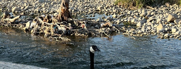 LA River & Bike Path is one of Dog Parks & Trails.