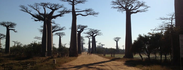 Allée des Baobabs | Avenue of the Baobabs is one of Want to go.