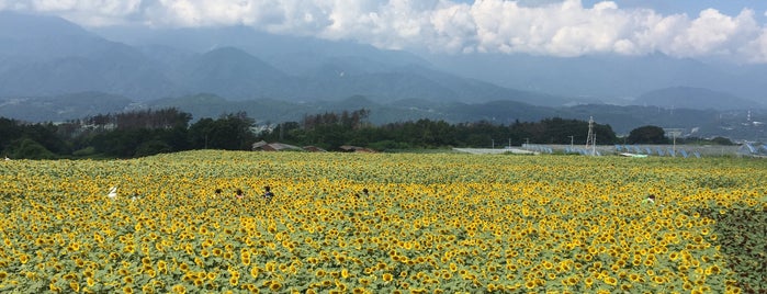 明野ひまわり畑 is one of Yongsukさんの保存済みスポット.