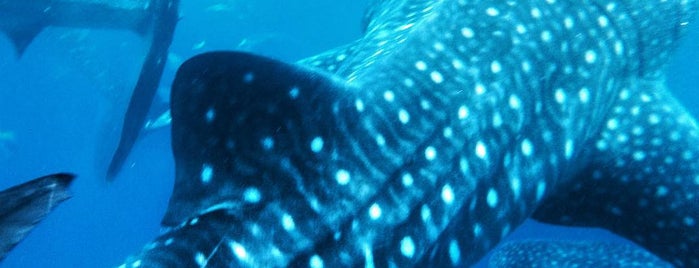 Oslob Whale Shark Watching is one of Tempat yang Disukai SV.
