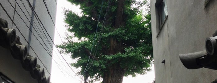 本能寺の火伏せイチョウ (市保存木) is one of 史跡.